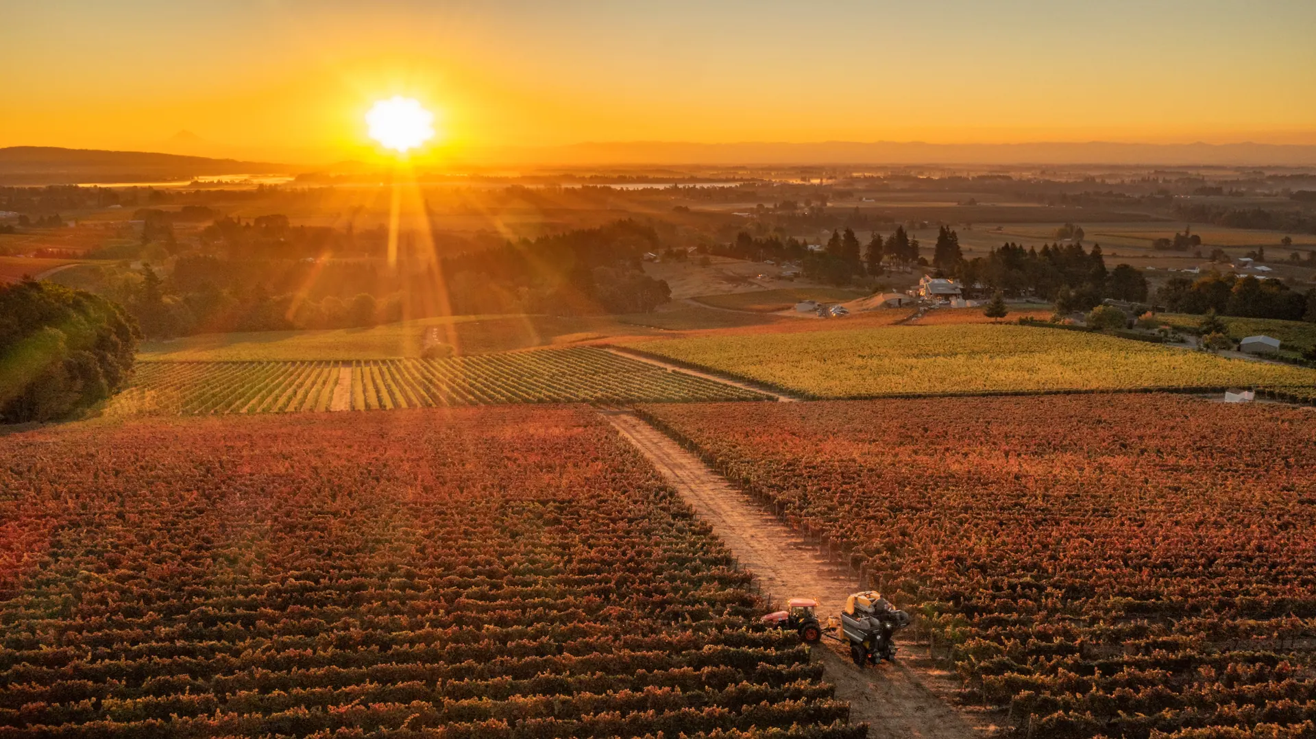 Sunset over the Sokol Blosser vineyards